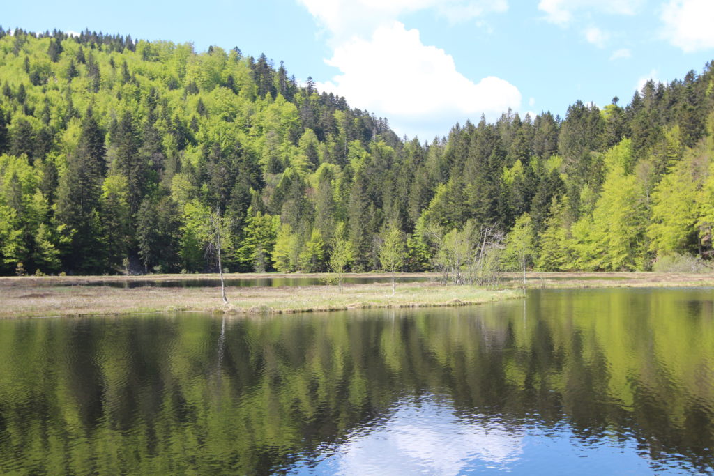 Tourbière vosgienne lacustre inondée par barrage - Crédit : F. Muller